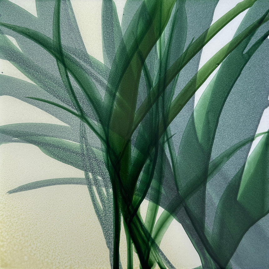 Botanical Study II
