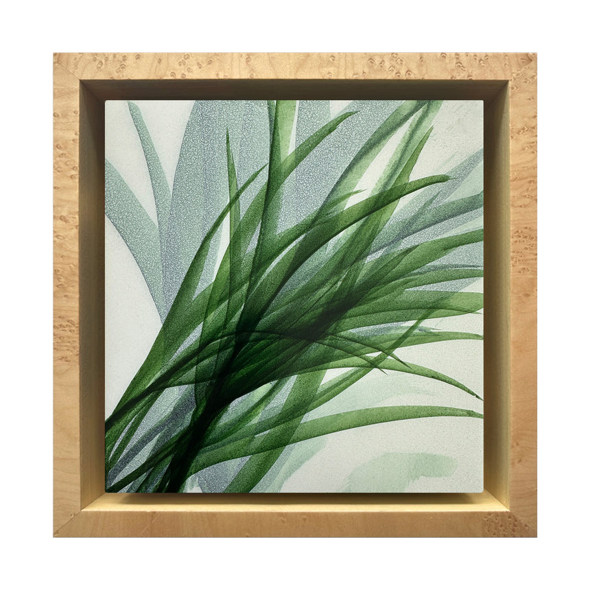 Botanical Study VIII