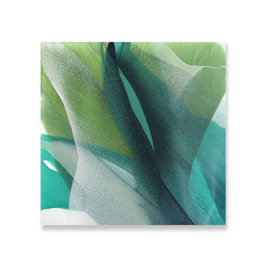 Magnolia IX