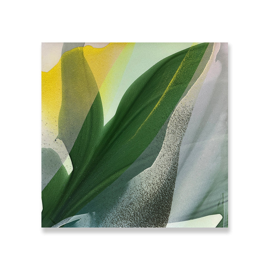 Magnolia X